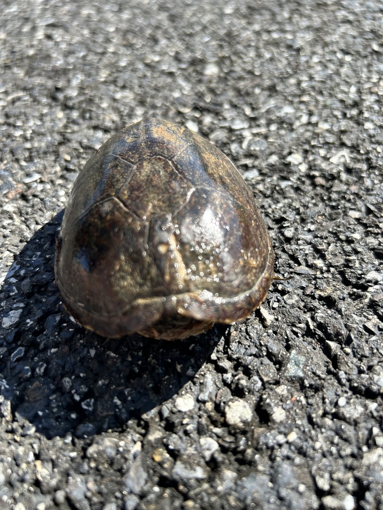 Kinosternine Turtles from Meadow Dr, Middletown, DE, US on August 8