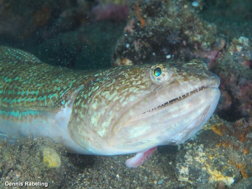 Atlantic Lizardfish