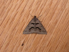 Dichromodes atrosignata