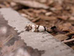 Thallarcha albicollis