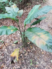 Spathiphyllum cochlearispathum
