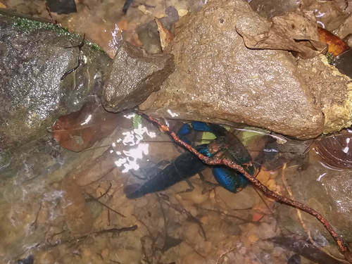 Macrobrachium hancocki