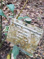 Spathiphyllum cochlearispathum