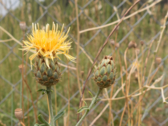 Centaurea collina