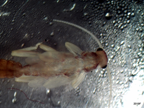 Nemouridae