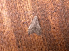 Nola pleurosema