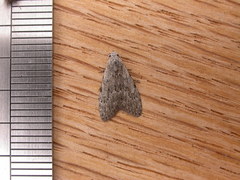 Nola pleurosema
