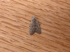 Nola pleurosema