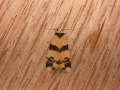 Thallarcha chrysochares