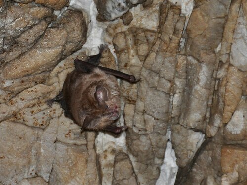 Geoffroy's Horseshoe Bat