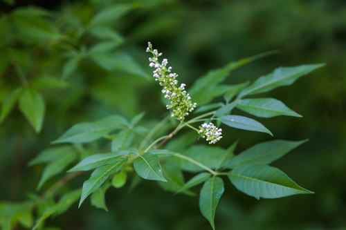 Vitex negundo var. negundo