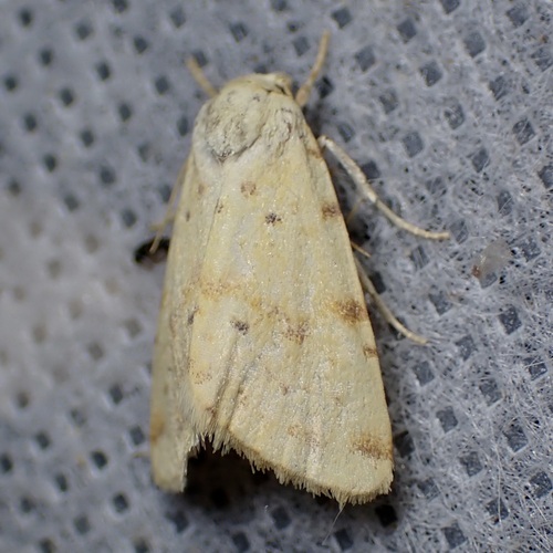 Azenia implora photo 4
