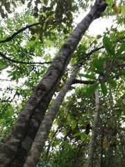 Trichospermum galeottii