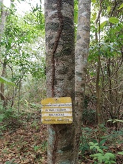 Trichospermum galeottii