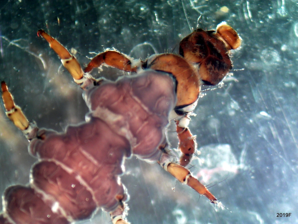 Rhyacophila hyalinata