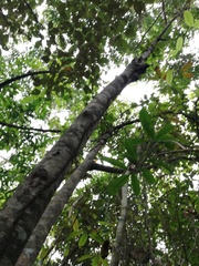 Trichospermum galeottii