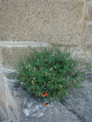 Papaver arenarium