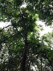 Pouteria campechiana