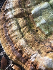 Ganoderma curtisii image