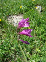 Gladiolus tenuis