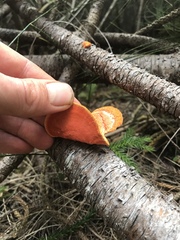 Pycnoporus sanguineus image