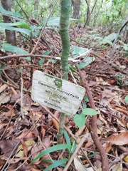 Swietenia macrophylla