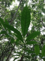 Swietenia macrophylla