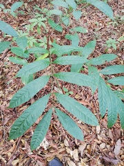 Swietenia macrophylla