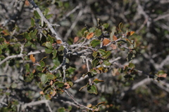 Quercus dumosa