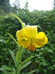 Lilium monadelphum