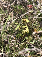 Sceptridium lunarioides