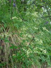 Galium valantioides
