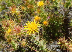 Berkheya cruciata