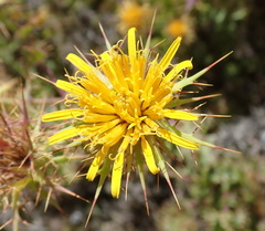 Berkheya cruciata