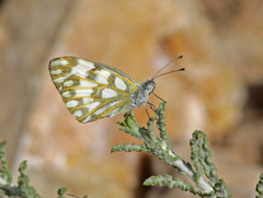 Pontia glauconome