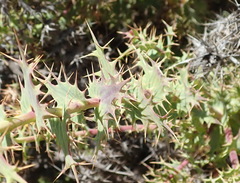 Berkheya cruciata