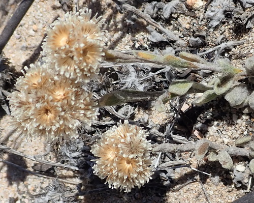 Image of Helichrysum rotundifolium by (c) Nicola van Berkel, some rights reserved (CC BY-SA)