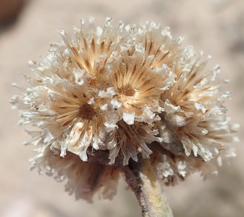 Image of Helichrysum rotundifolium by (c) Nicola van Berkel, some rights reserved (CC BY-SA)