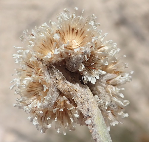 Image of Helichrysum rotundifolium by (c) Nicola van Berkel, some rights reserved (CC BY-SA)
