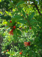 Punica granatum