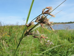 Bolboschoenus laticarpus