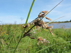 Bolboschoenus laticarpus