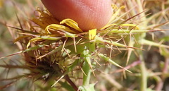 Berkheya cruciata