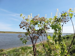 Angelica archangelica