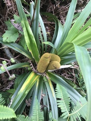 Freycinetia arborea