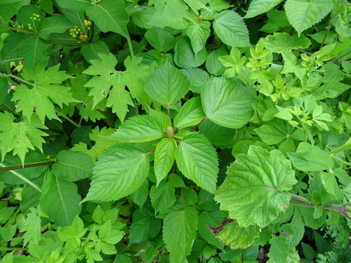 Image of Acalypha alopecuroidea by (c) Alexis López Hernández, some rights reserved (CC BY)