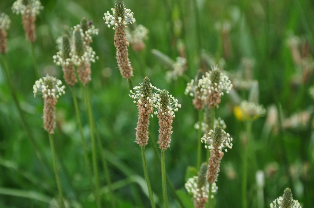 Lanceleaf Plantain (Wildflowers of the Preserve at Shaker Village ...