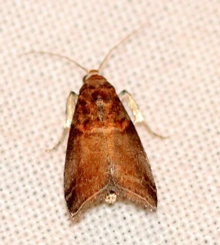 Acrobasis advenella