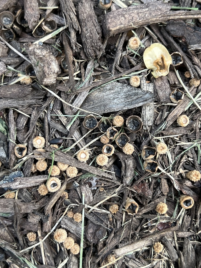 dungloving bird's nest fungus from Lawton Rd, Riverside, IL, US on August 17, 2023 at 0429 PM