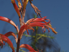 Tritoniopsis antholyza